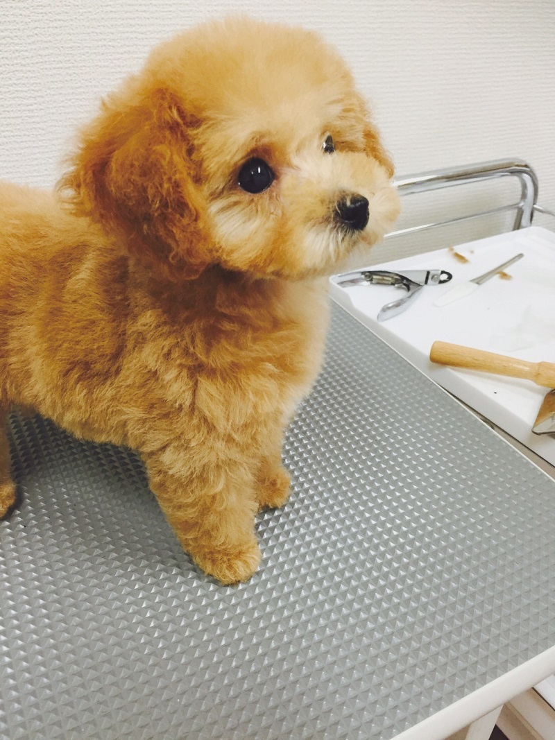 ぴかわん出張トリミング